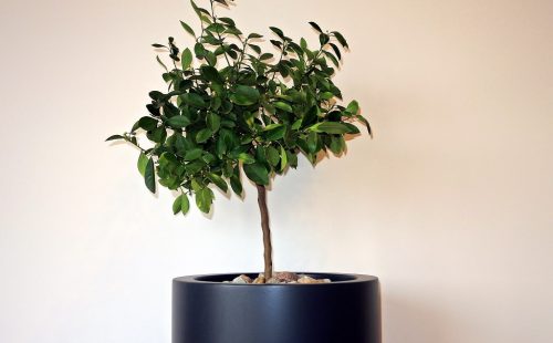 large cylindrical planter to outdoor and indoor use