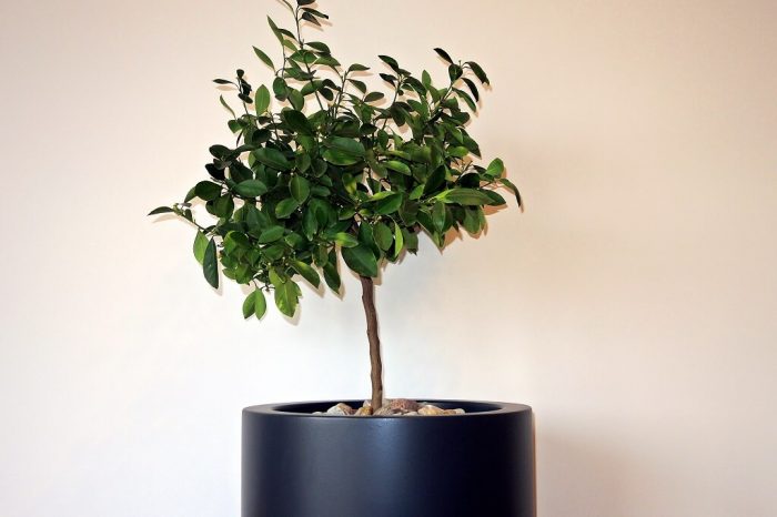 large cylindrical planter to outdoor and indoor use