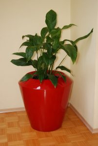large planter to outdoor and indoor use