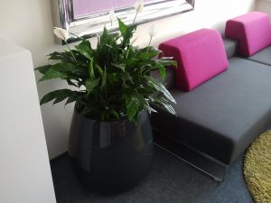 planters to hotels, offices, shopping center