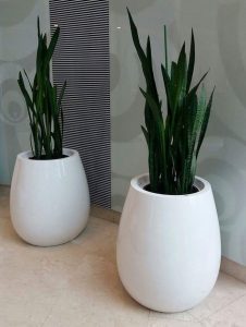 luxurious flower pots to offices, hotels
