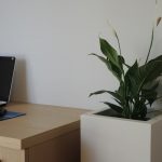 tall large flower pot to office
